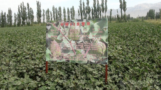 博龙禾美特液态地膜新疆库尔勒--棉花示范基地有望获大丰收