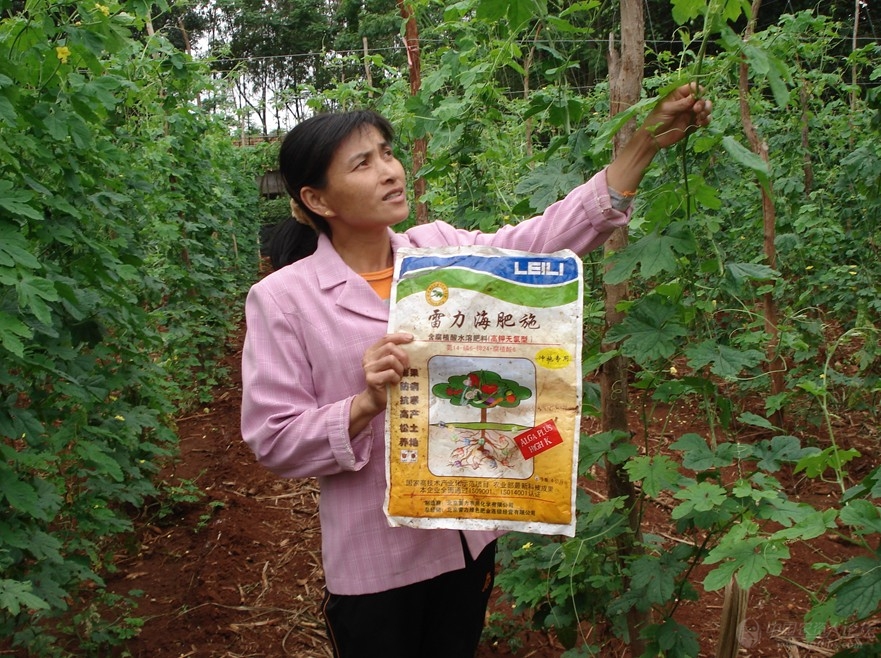 雷力海藻肥在苦瓜上的使用效果