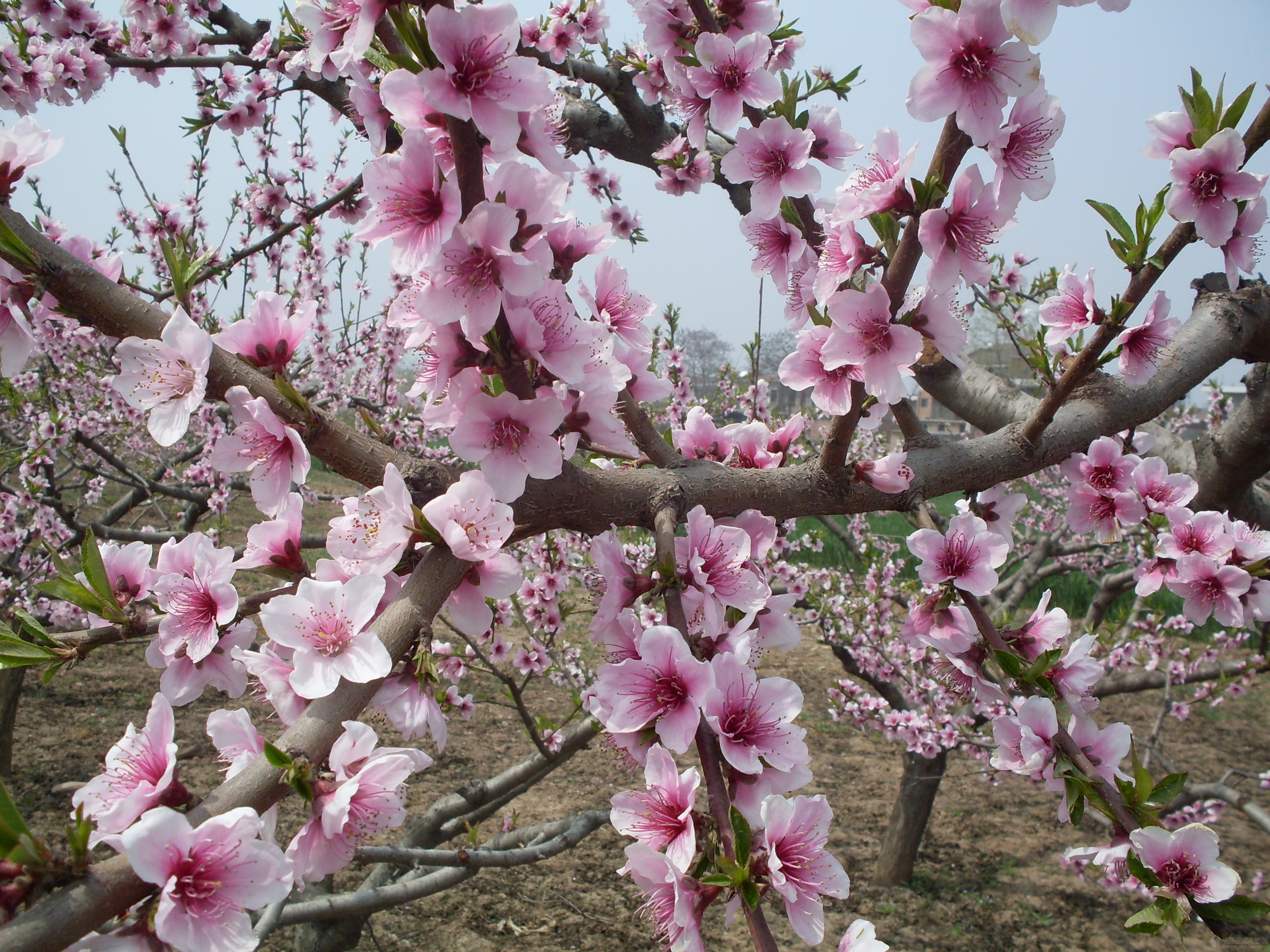 【随手拍春天】桃花