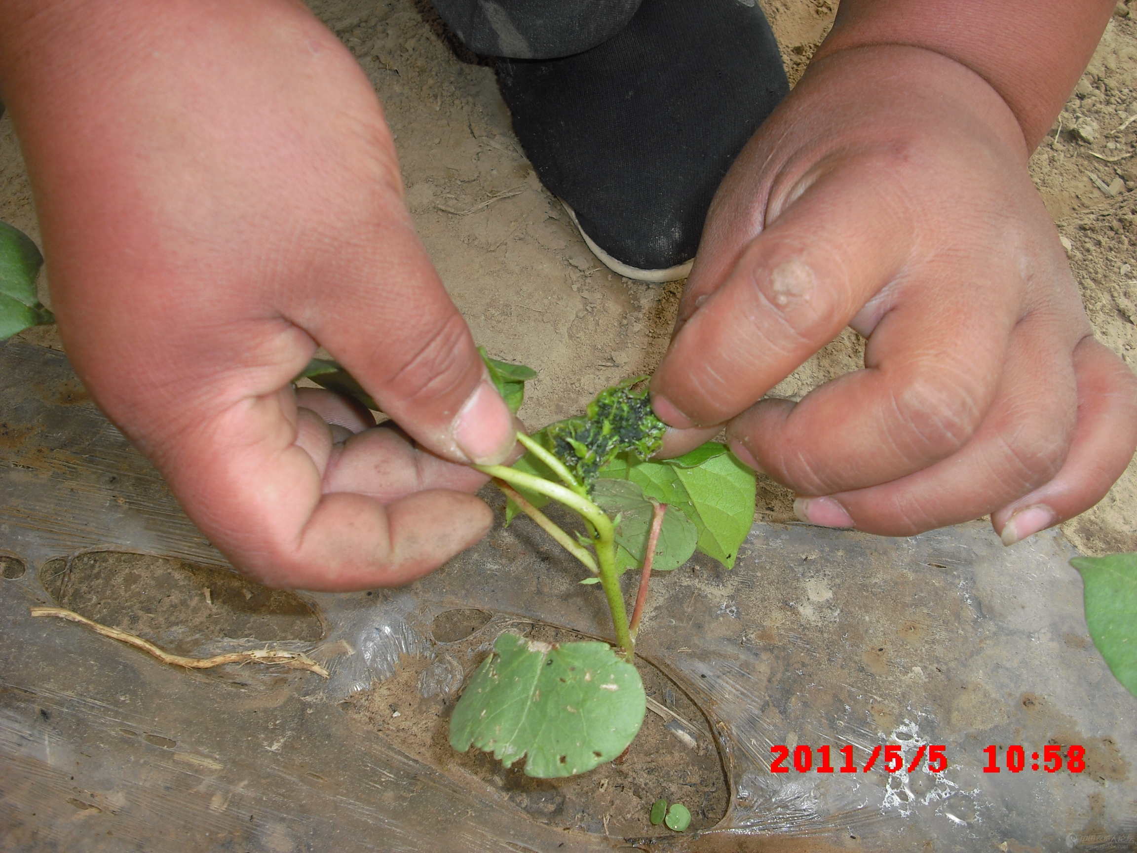 请教农药复配更显威力的蚜虫配方