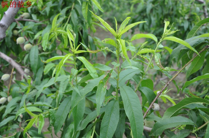 随处可见的乙草胺漂移药害续