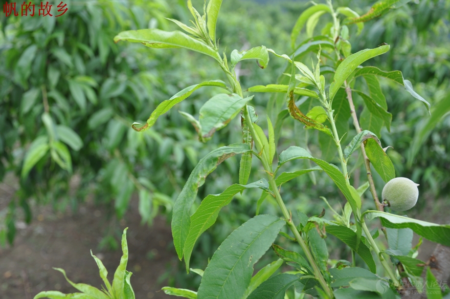 随处可见的乙草胺漂移药害续