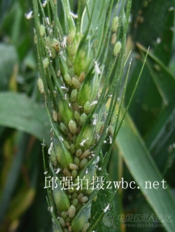小麦蚜虫图片