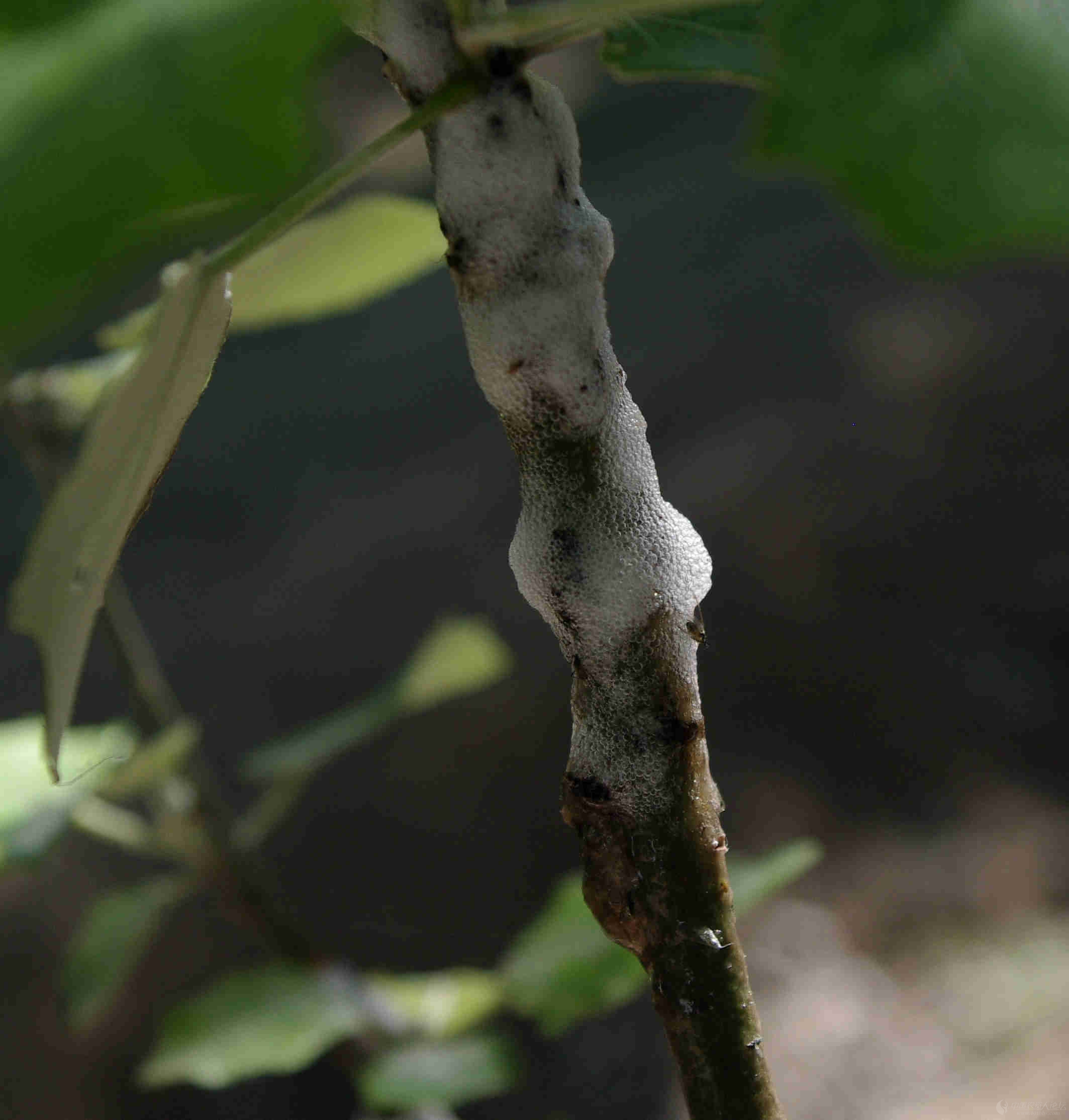 夏季杨树上常见的虫子,杨树上的虫子图片大全,家里常见的虫子_大山谷图库