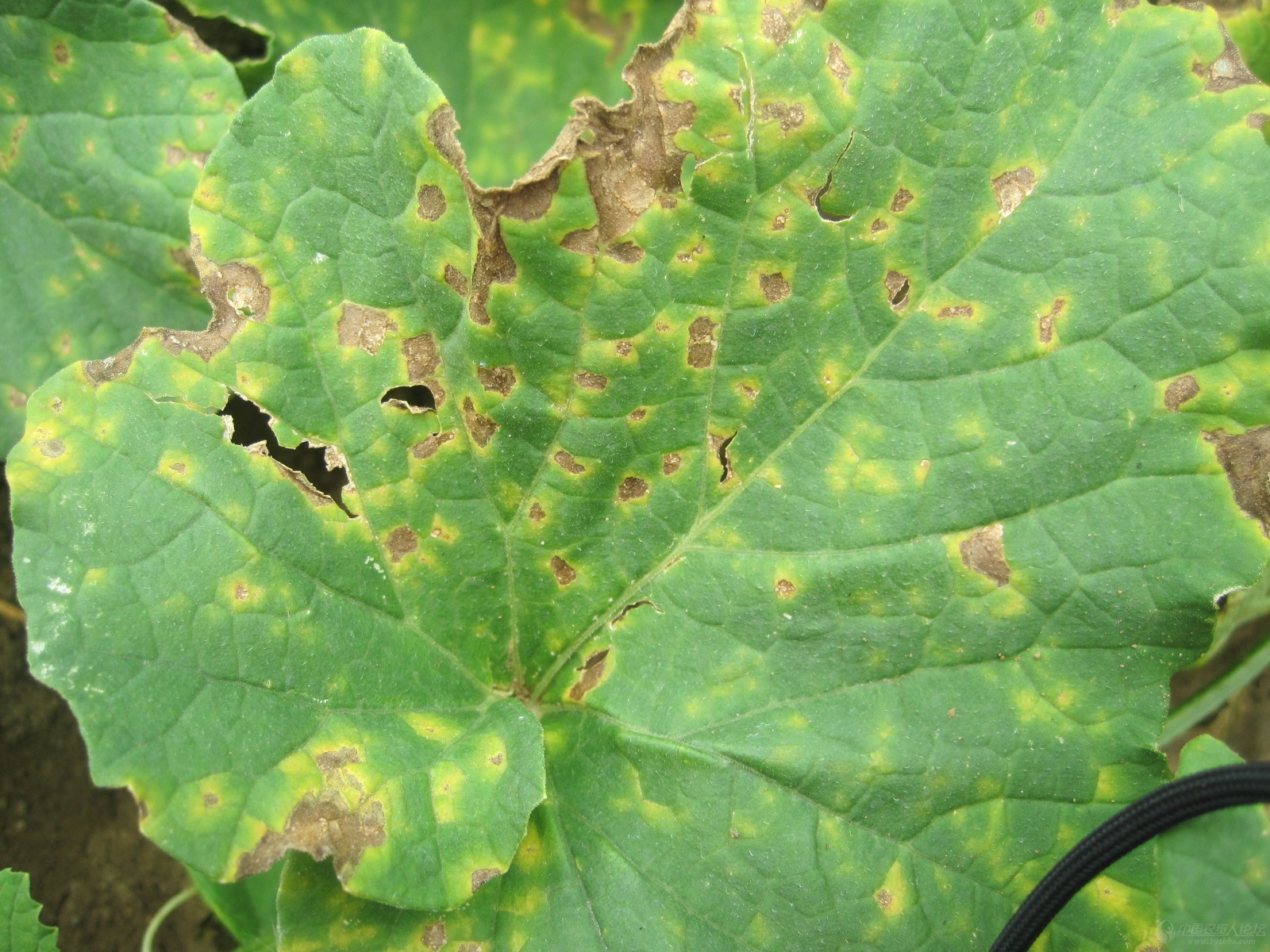 angular leaf spot 甜瓜细菌性角斑病是甜瓜的重要病害