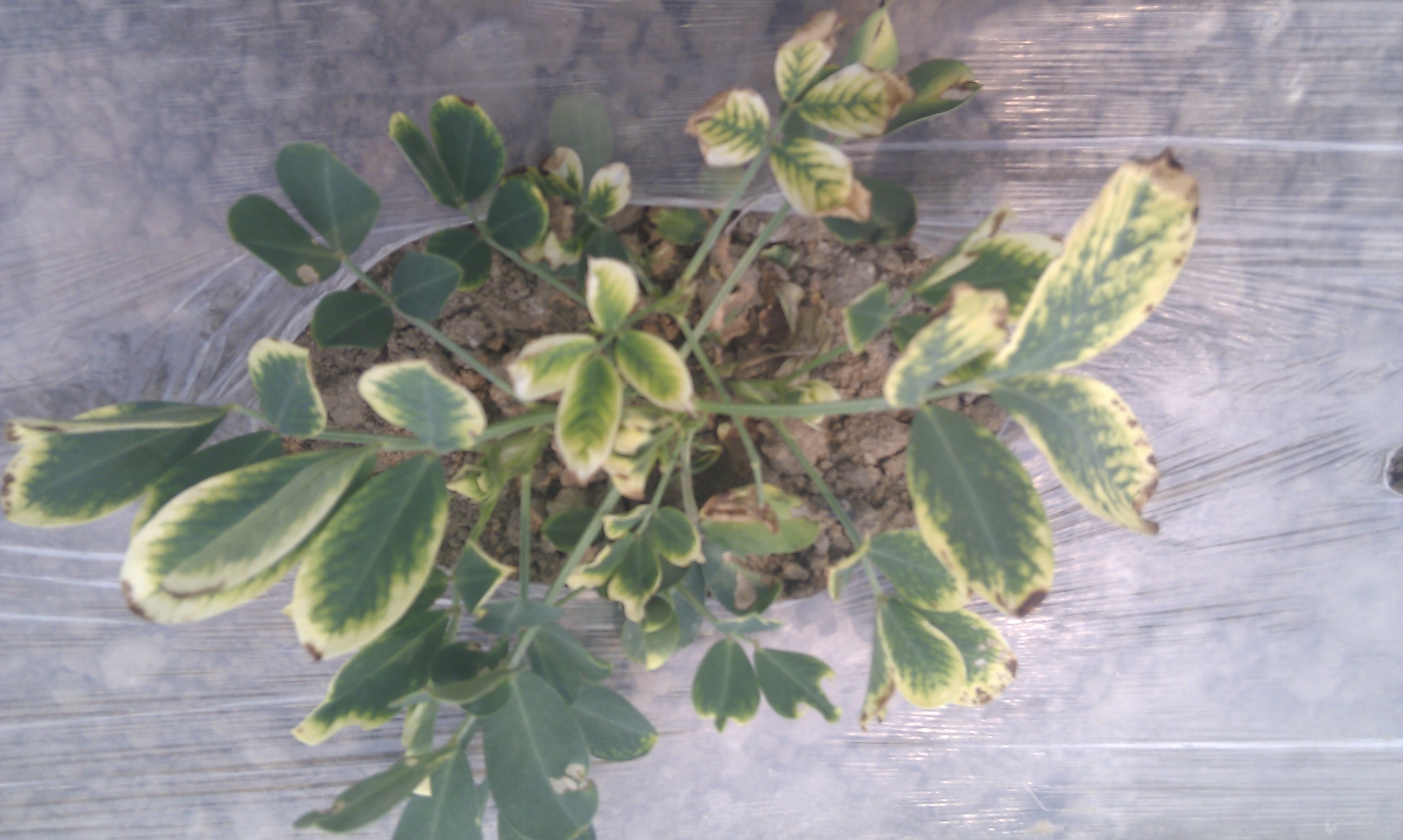 花生缩二脲中毒症状