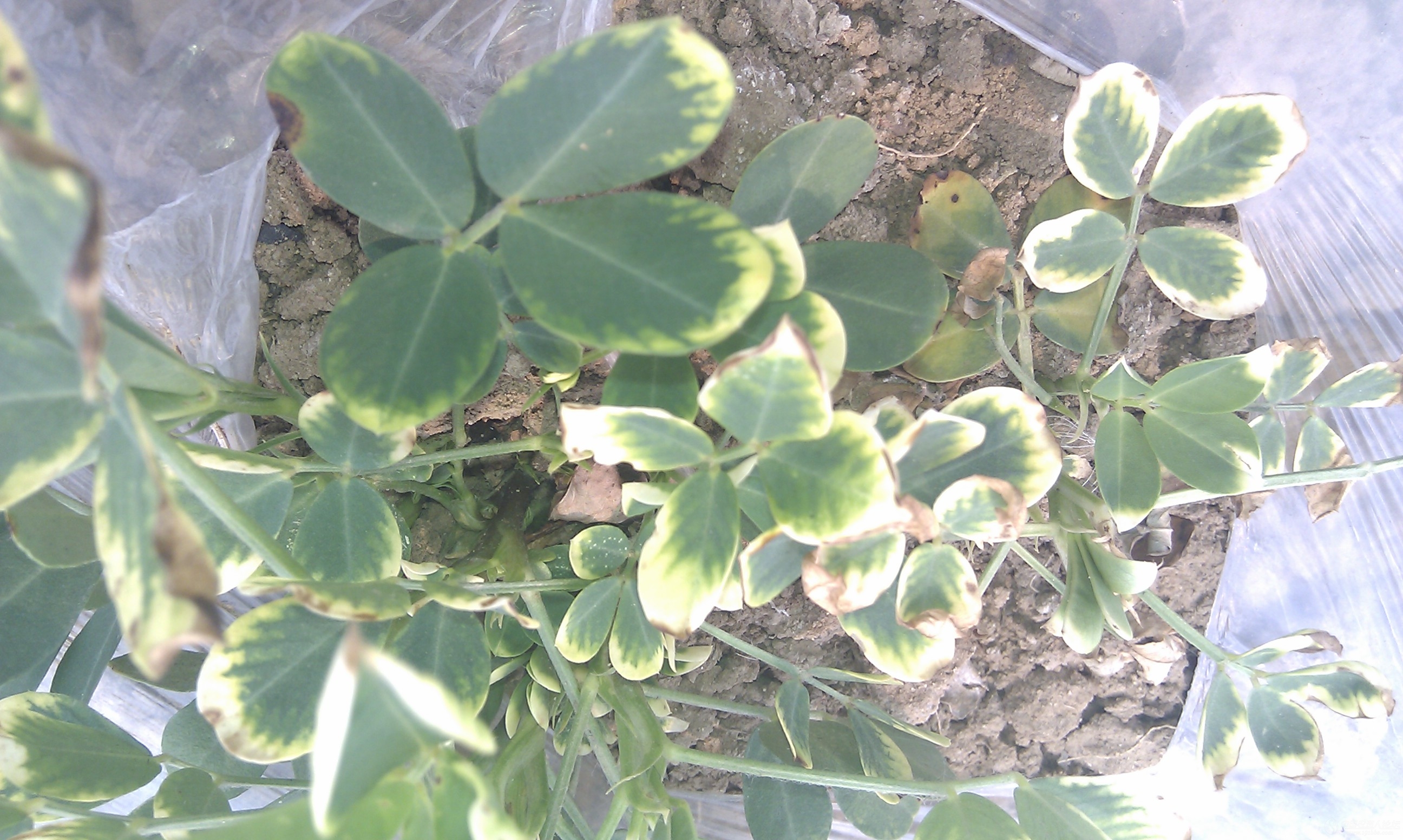 花生缩二脲中毒症状