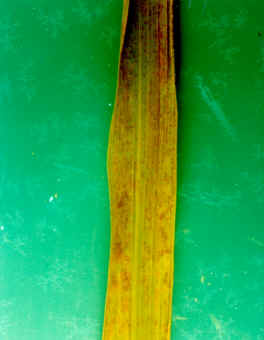 245_133389_f6bf1cc6a6037df.jpg?9