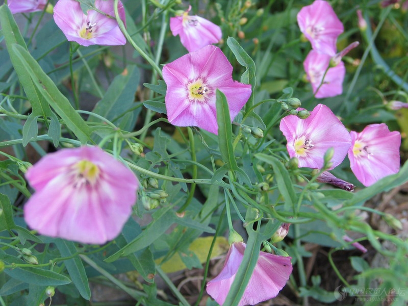 田旋花