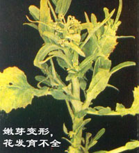 油菜用肥/油菜肥料/油菜植物医院治疗油菜缺素引起黄叶病等图片_8