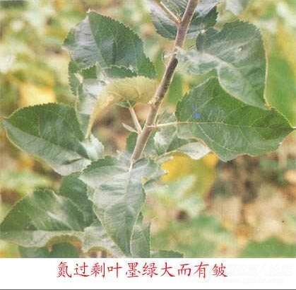 跟大家分享苹果大量元素缺乏和过剩的症状