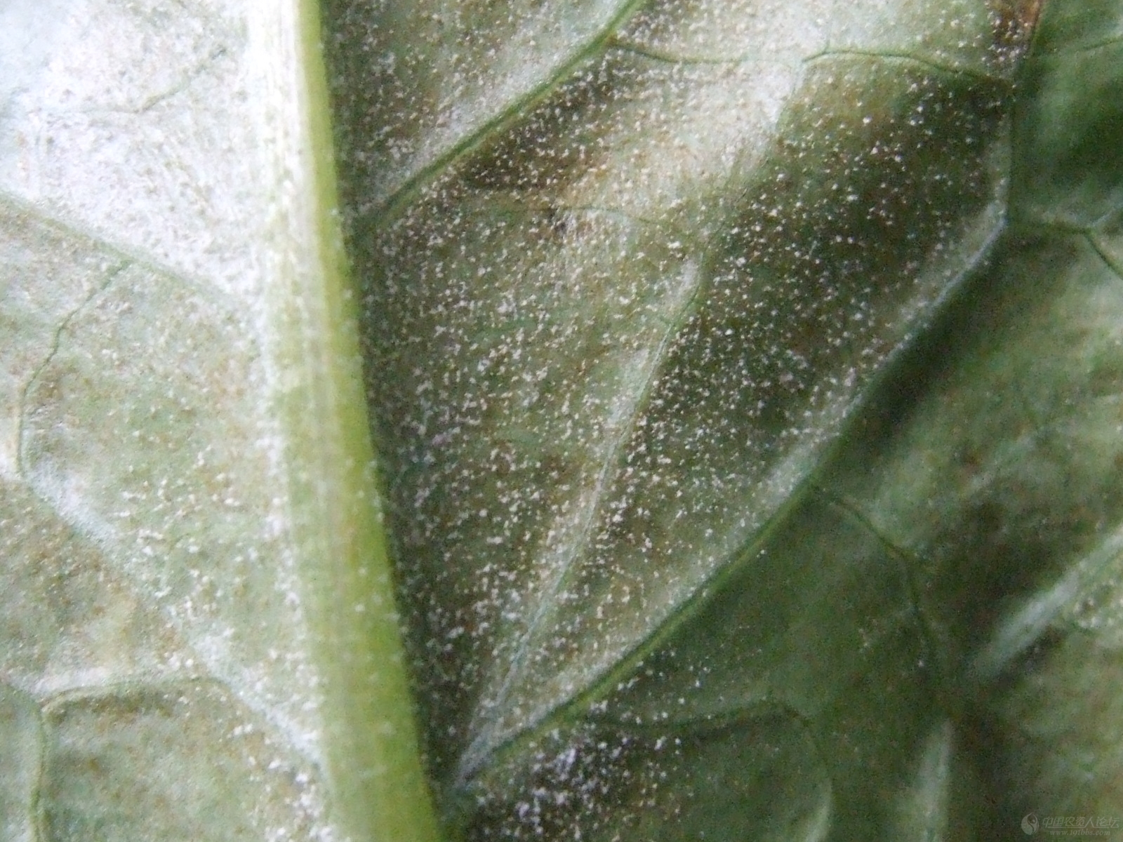 卷心菜霜霉病-蔬菜病虫实-图片