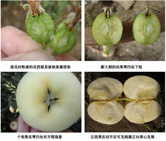 苹果霉心病与黑点病