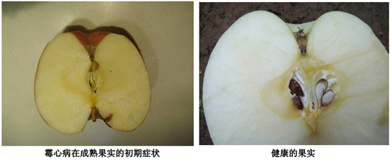 苹果霉心病与黑点病