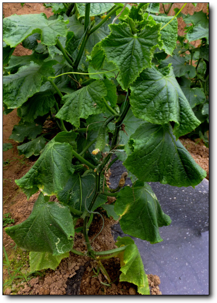 温室黄瓜蔓枯病的识别和防治