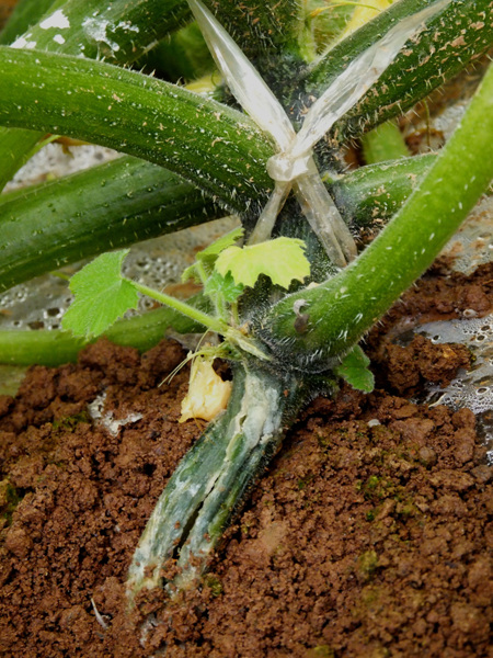 温室西葫芦细菌性茎基软腐病