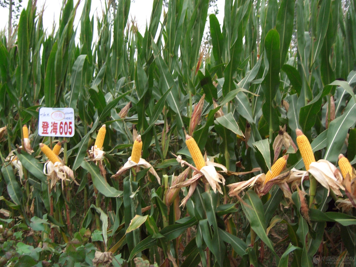 【2012*玉米种大评选】登海605---超级高产王.