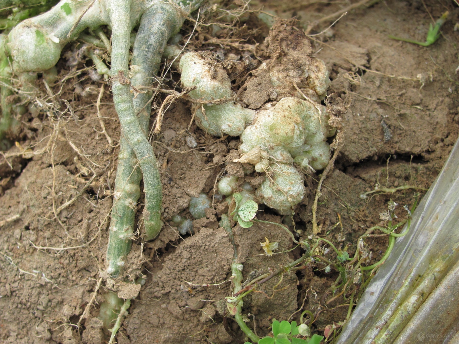 顾名思义根结线虫是发生在植物根系上的病症