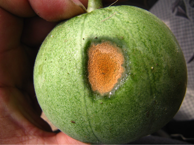 英文名muskmelon anthracnose 甜瓜炭疽病为甜瓜的普通病害,分布较广