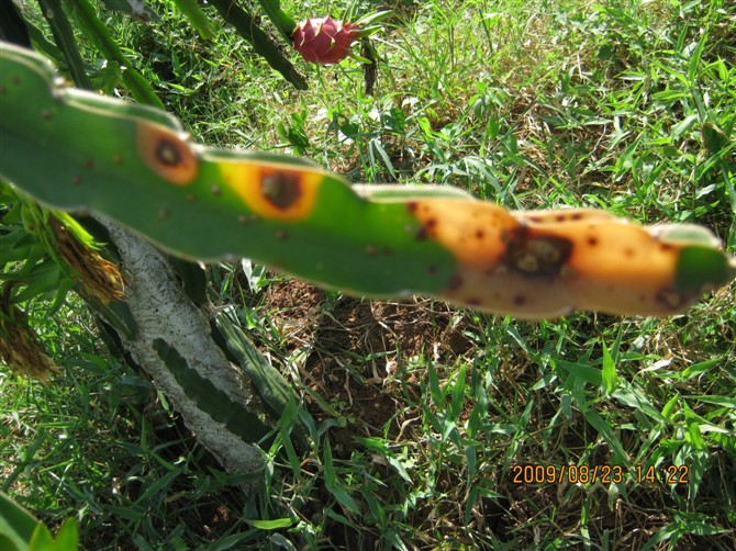 火龙果病害_水果医院_191农资人-+农资第一互