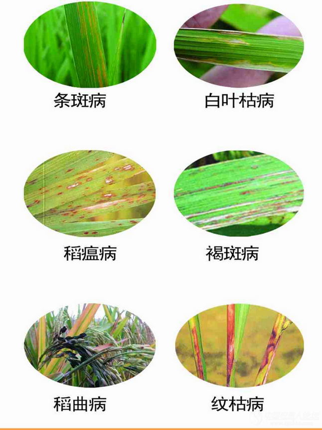 • 水稻真菌性病害:稻瘟病,稻曲病,纹枯病.