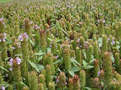 中药材种植_中药材种植收入