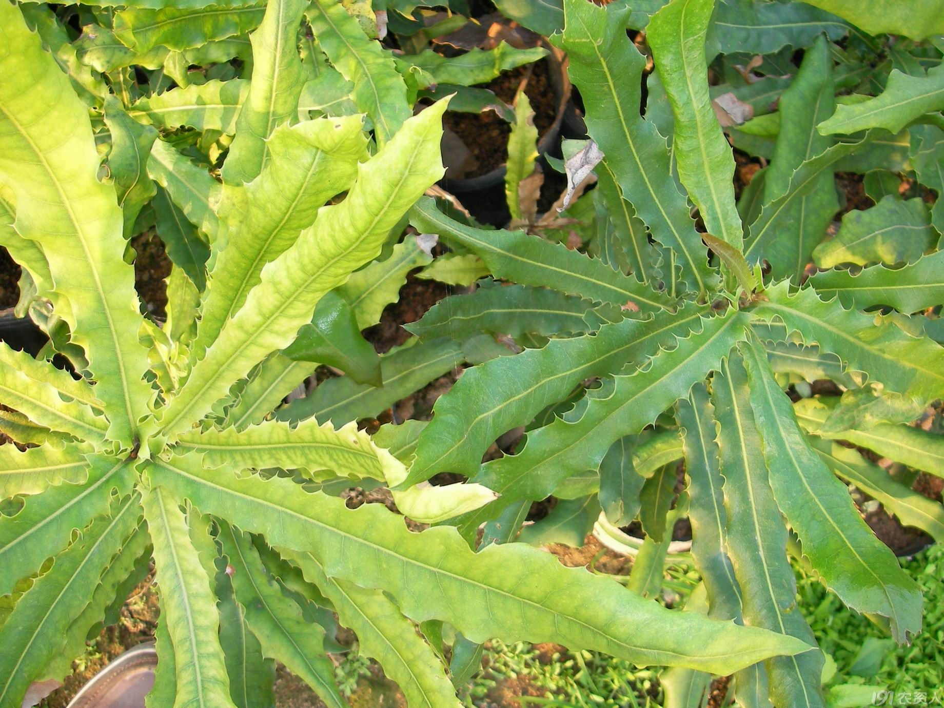 求助:澳洲坚果病害