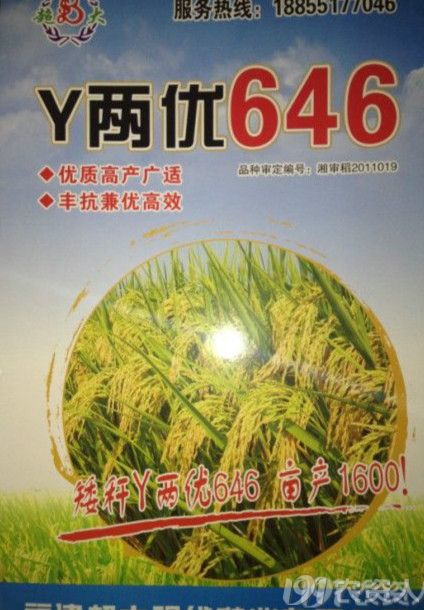 y两优646 和 徽两优996