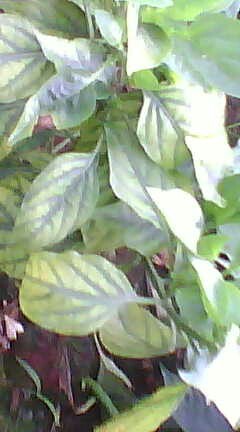 77_168593_a0eacde33b6c5d5.jpg?27