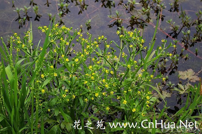 鸡脚爬草,水虎掌草