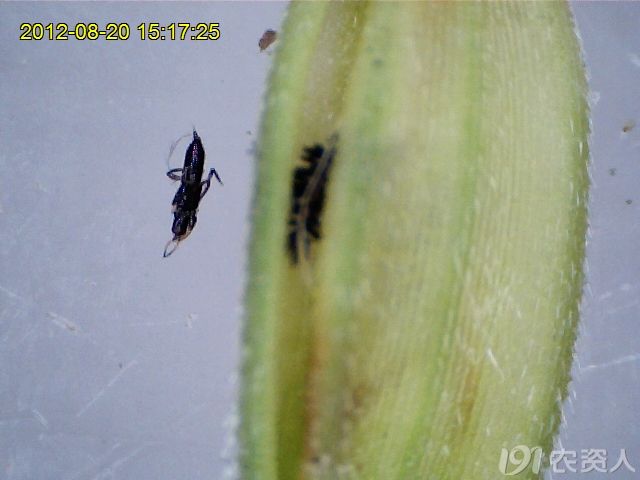 再分享:水稻稻管蓟马高清视频