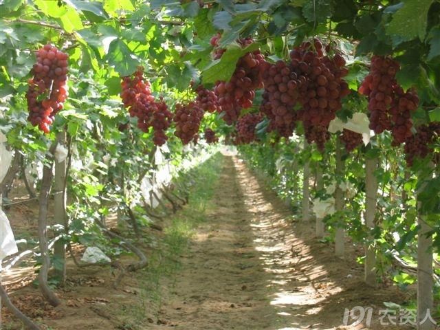 4_181687_1d55168fc67ec9b.jpg?75