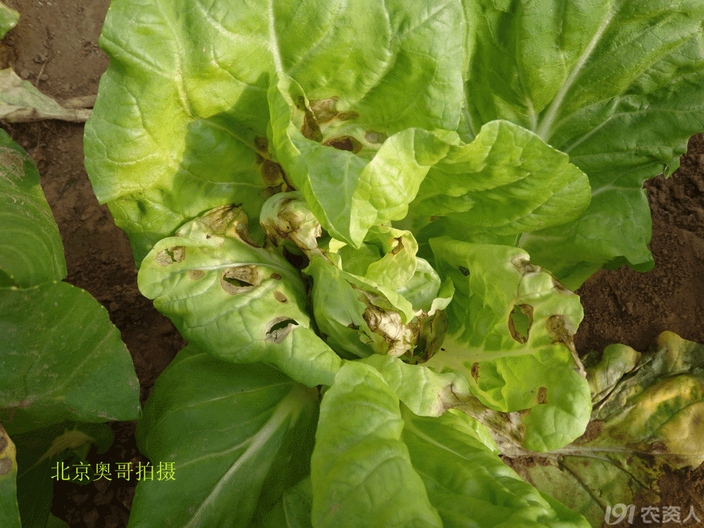 警惕白菜类蔬菜黑斑病