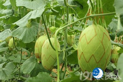 34_141042_b0926c0e83d7f6a.jpg?42