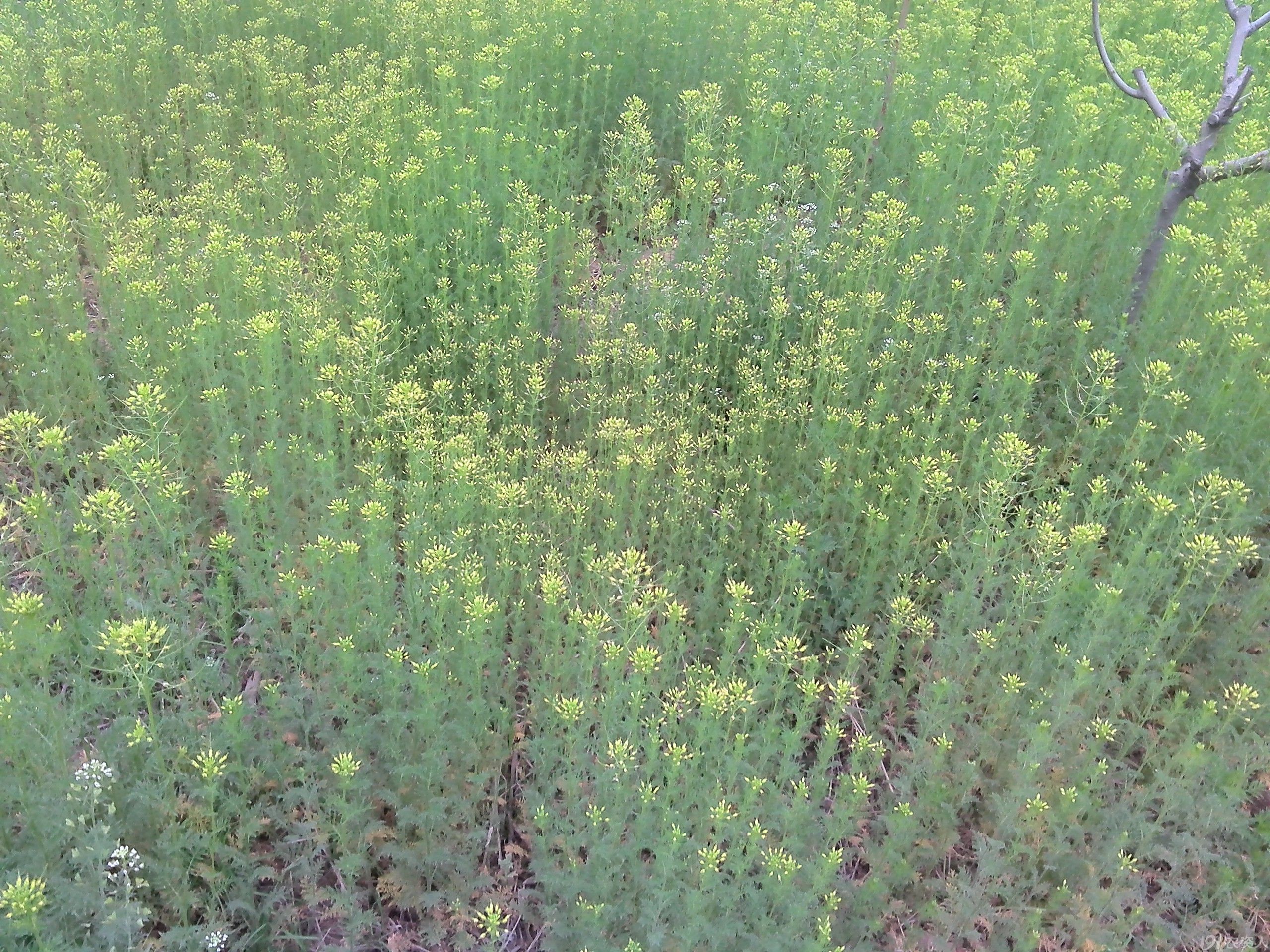 【三月】邂逅和油菜花同科的麦蒿