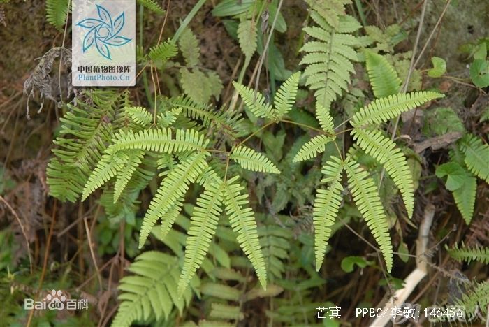 芒萁草用什么除草剂