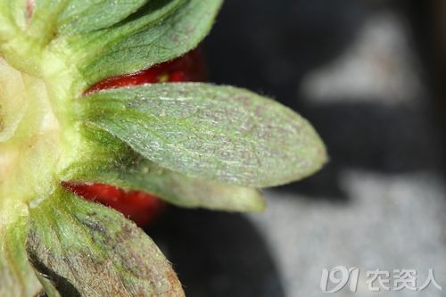 草莓红蜘蛛危害花萼症状