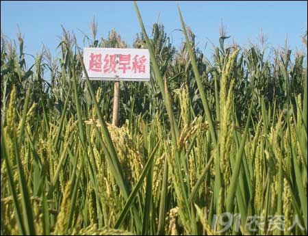 旱直播稻田恶性杂草稗草和千金子发生早