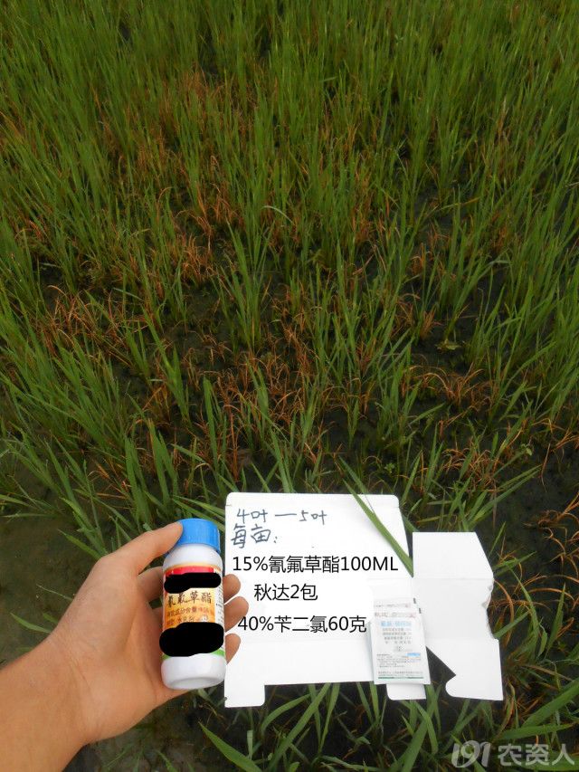 用药7天后,千金子