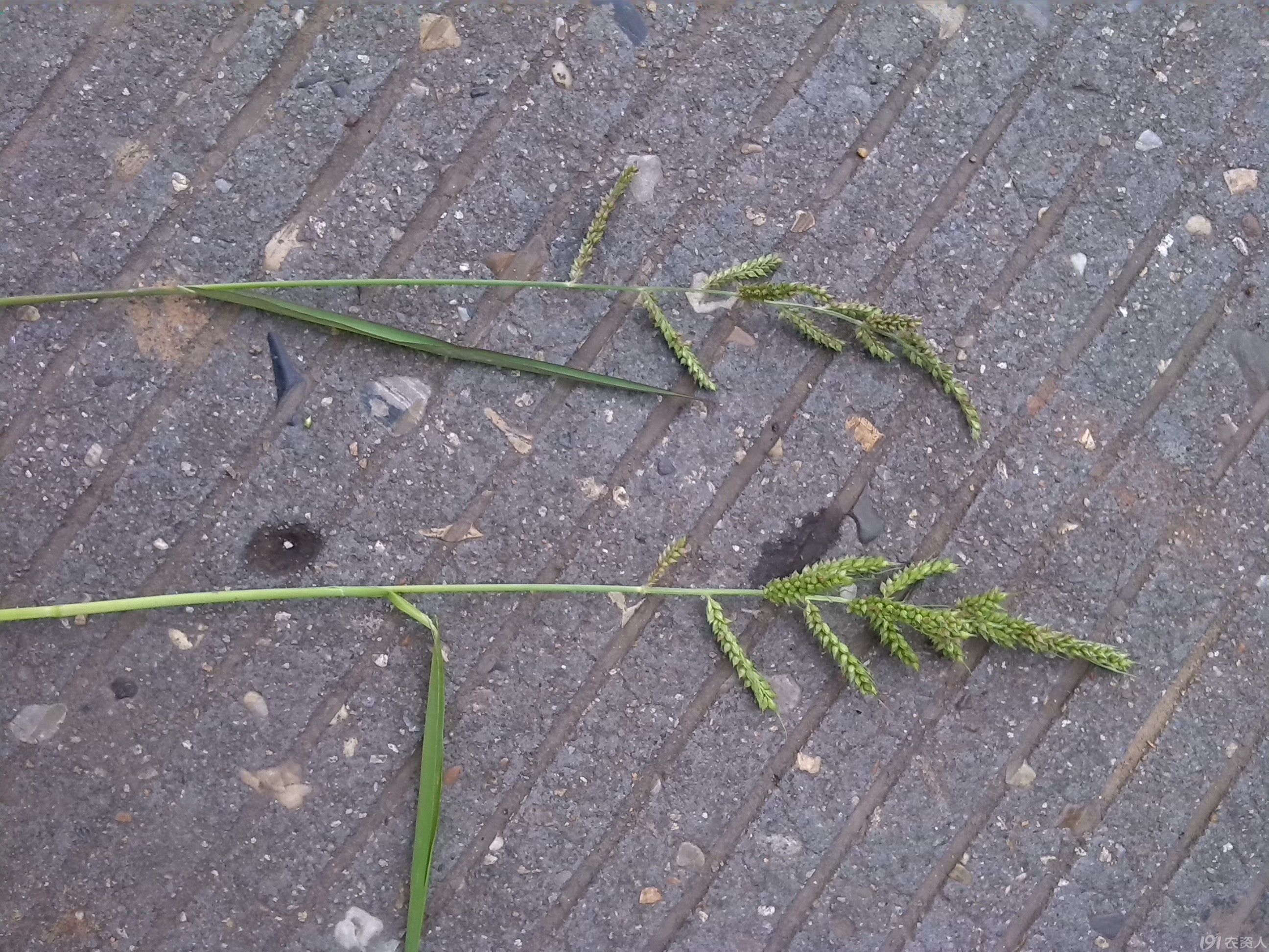 稻杰、双草来未死干净的稗草，有几种稗草?求鉴定