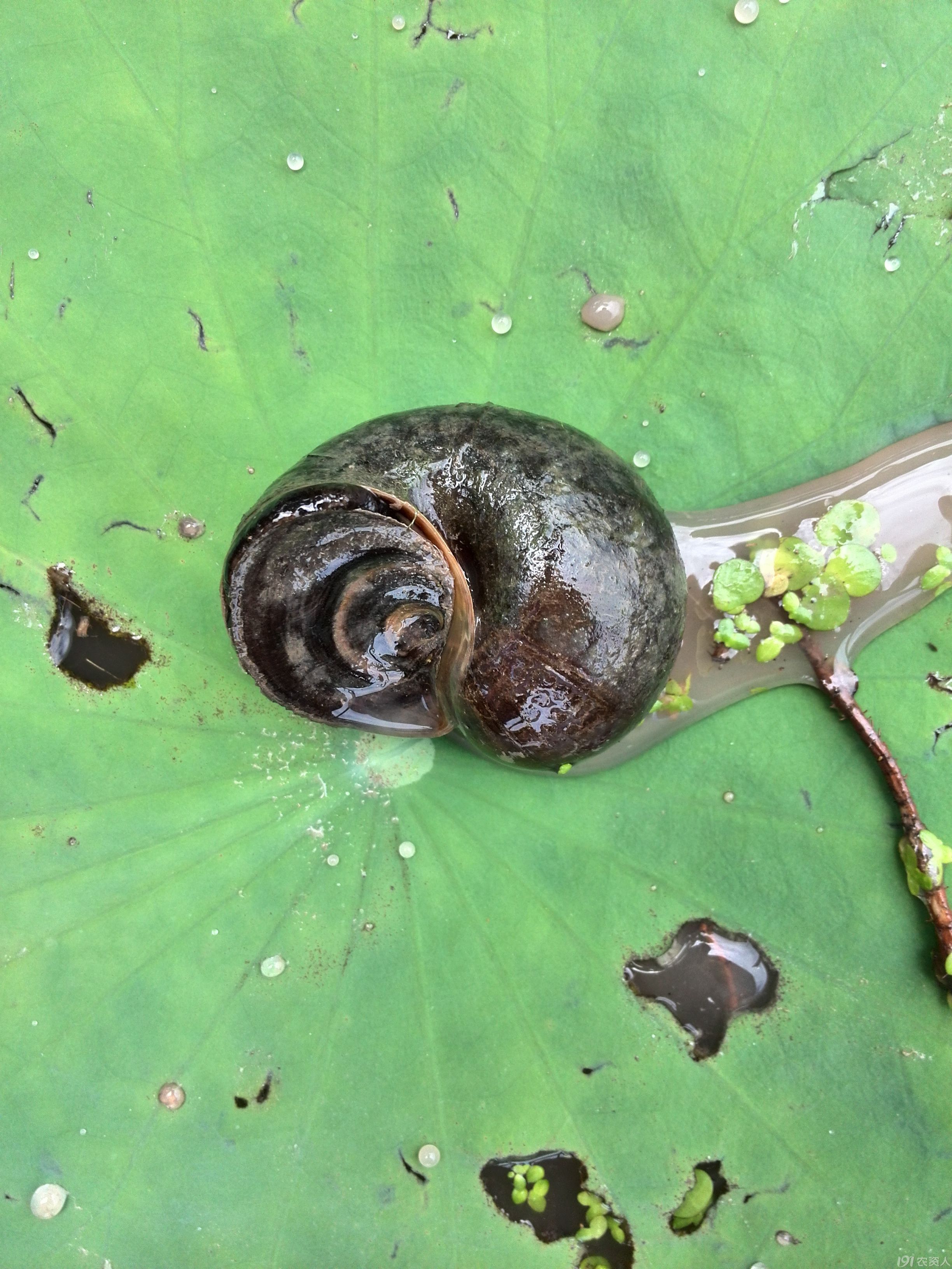 莲藕上的虫子