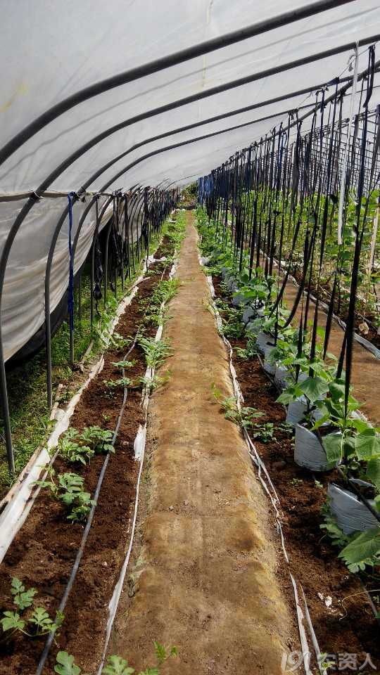 如何种植蔬菜视频 128_192818_2978336502354a3.jpg?214