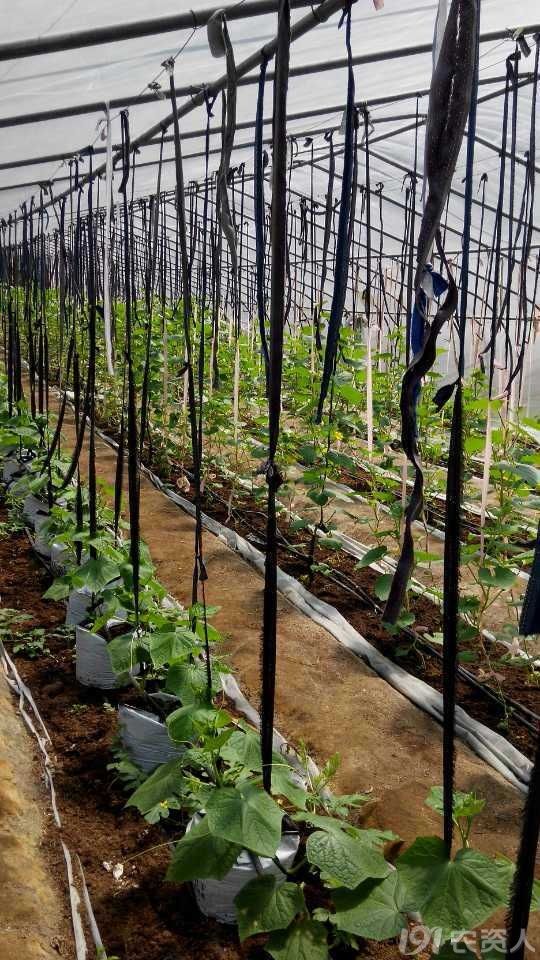 不用泥土种蔬菜？这些视频能让你成为种植高手-第1张图片-正海烽科技 - 领先的只能推广行业，智能制造解决方案提供商