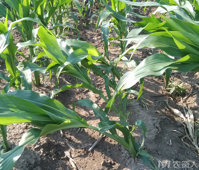 玉米-激素类除草剂-药害跟踪