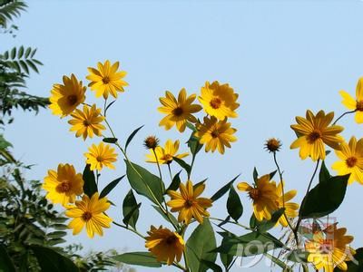 洋姜花(俗称鬼子姜,此图片来自网络