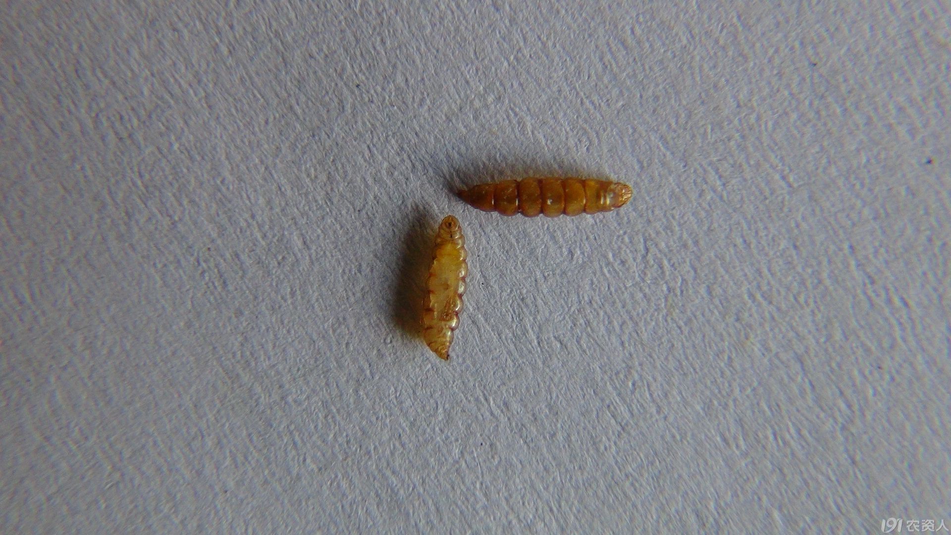 稻秆潜蝇幼虫,蛹形态及为害的叶片和穗苞