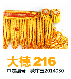 大德216玉米新品种