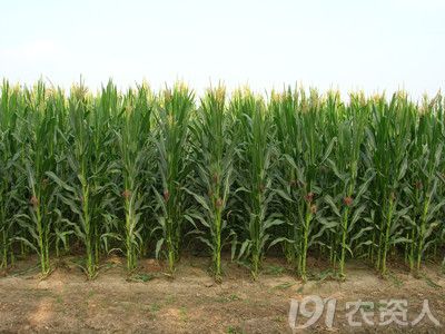 天泰种业:玉米新陈种子的鉴别