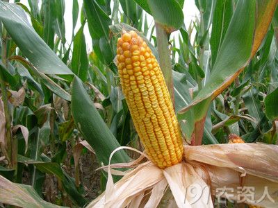 中农天泰种业:呼之欲出的高产玉米种邦玉339