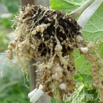 植物根结线虫病主要危害植物根部,尤以侧根受害较为